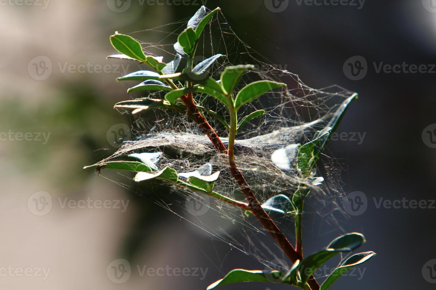 On the branches and leaves of trees spider webs of thin threads. photo