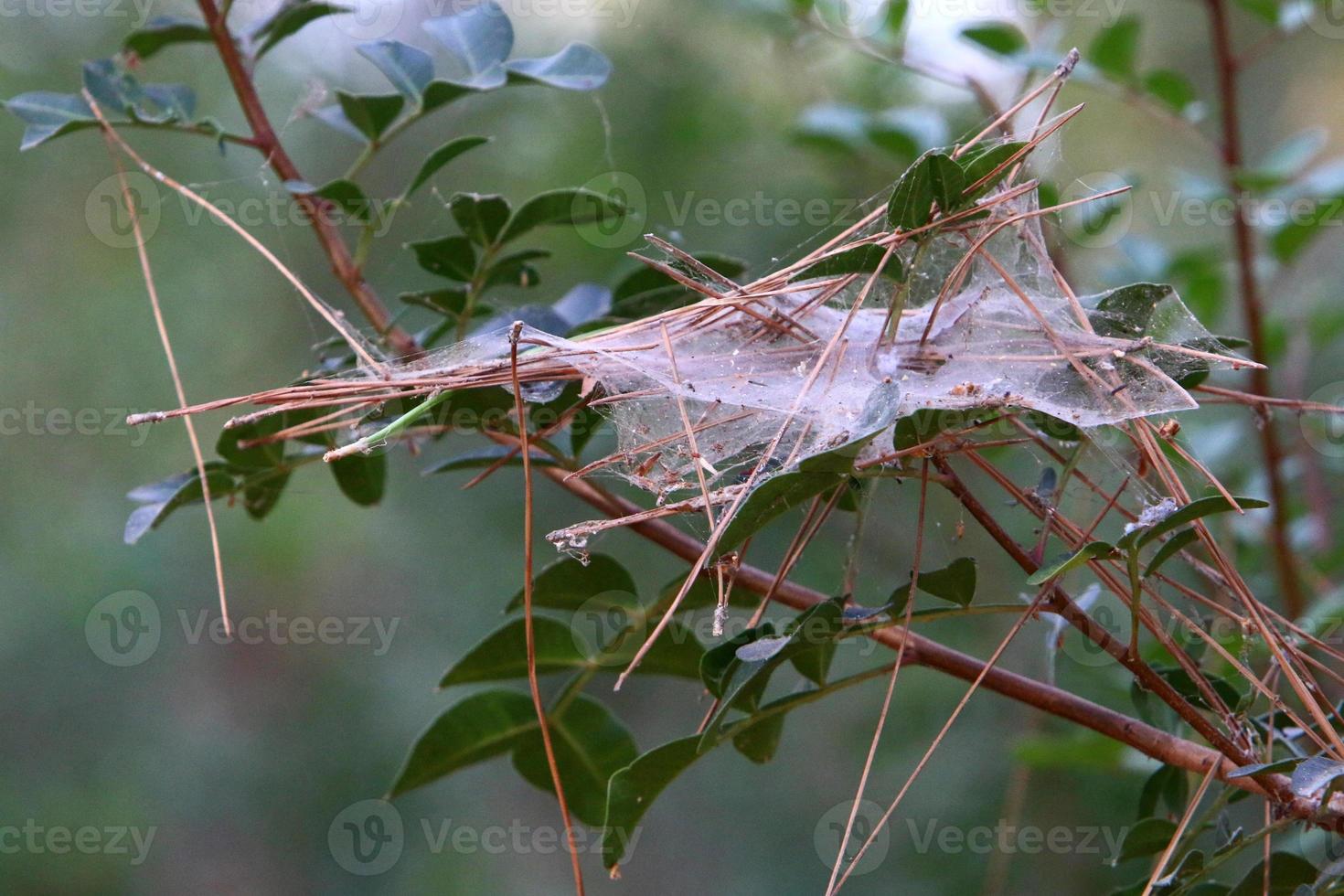 On the branches and leaves of trees spider webs of thin threads. photo