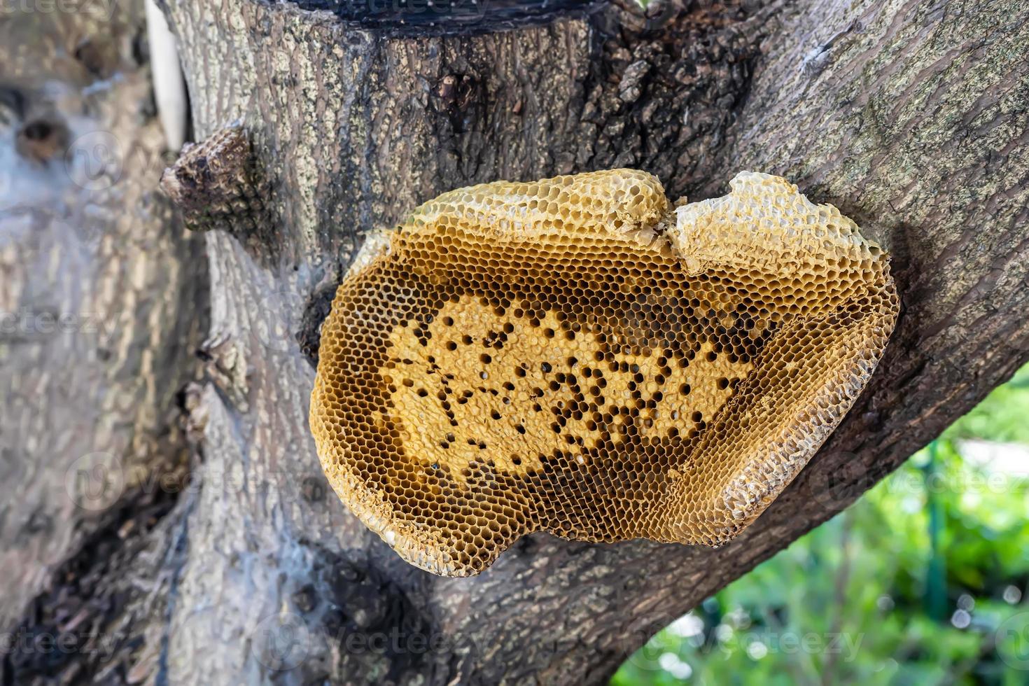 Honeycomb on the tree on nature background. photo