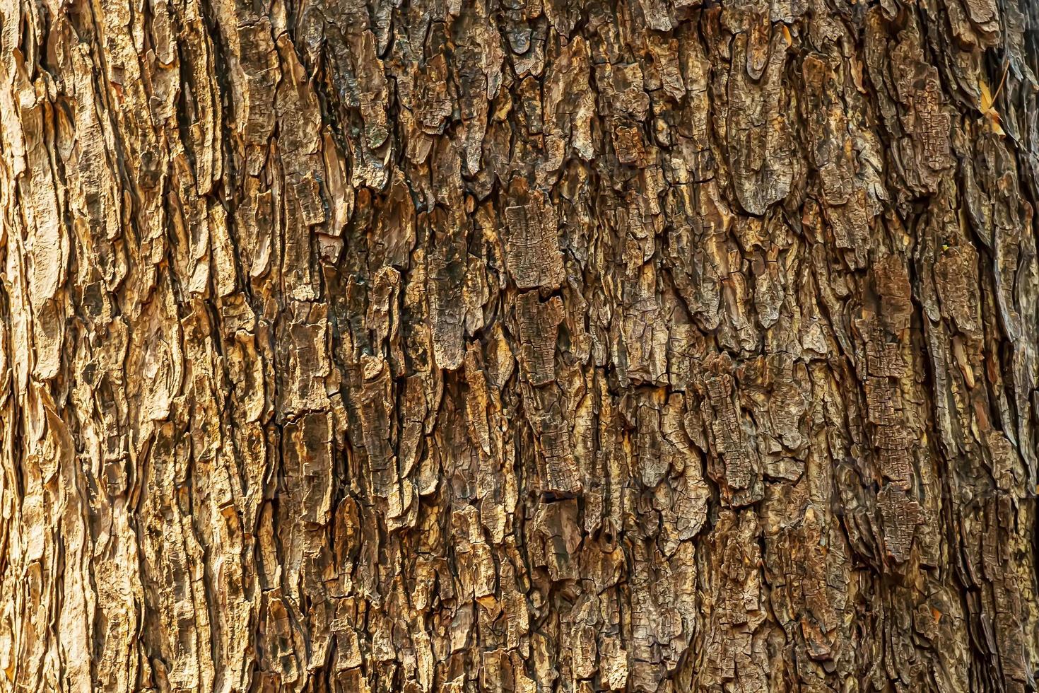 el tronco del árbol es una textura de madera. foto