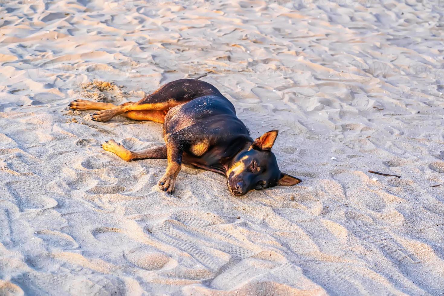 el perro duerme foto