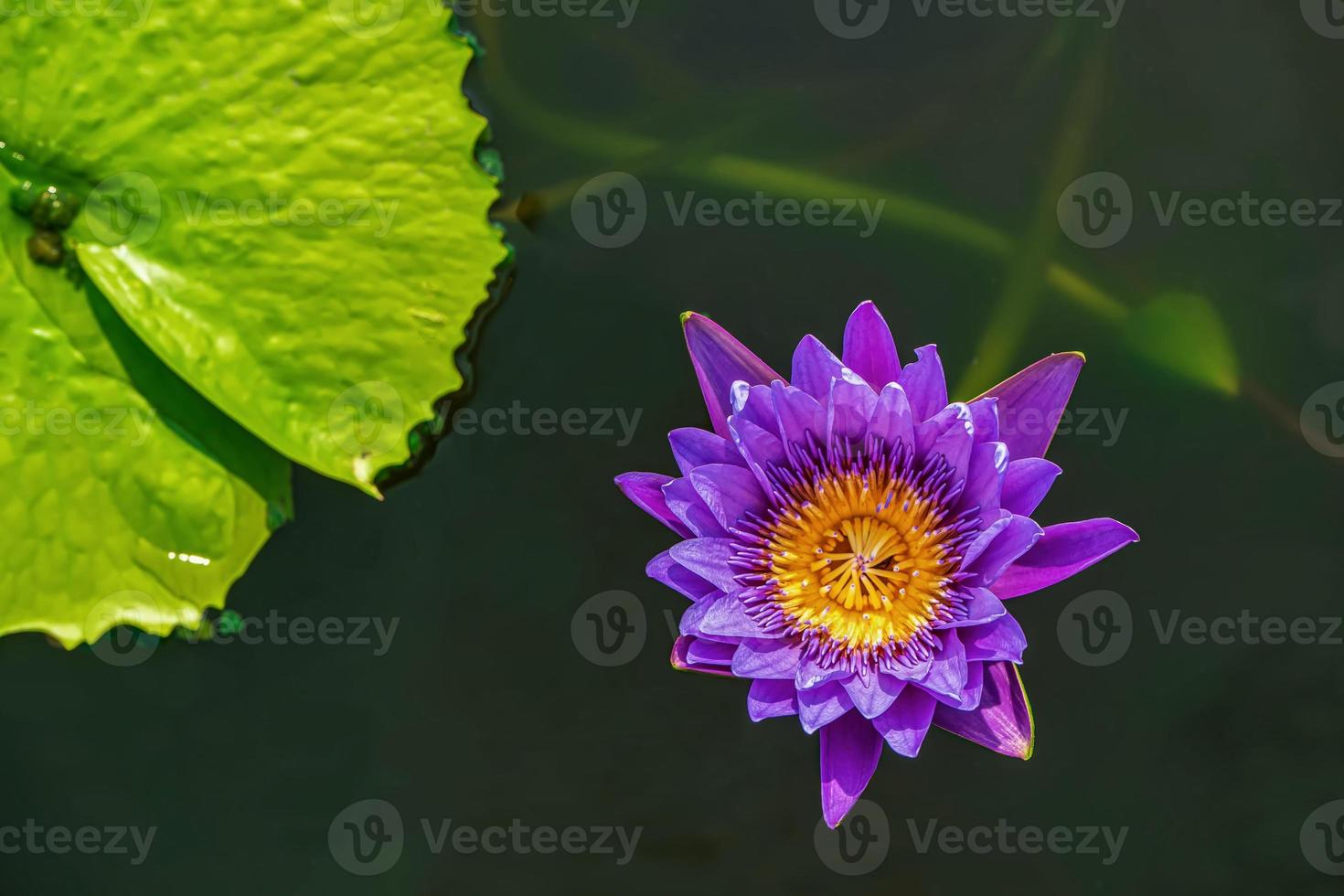 Lotus is many colors and beautiful in ponds, is a symbol of Buddhism. photo