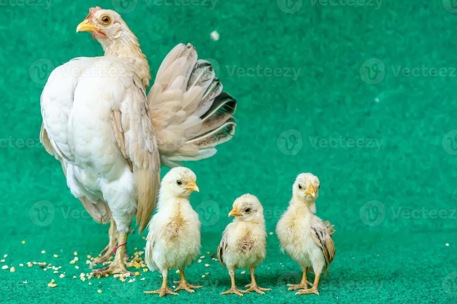 gallinas y pollitos foto