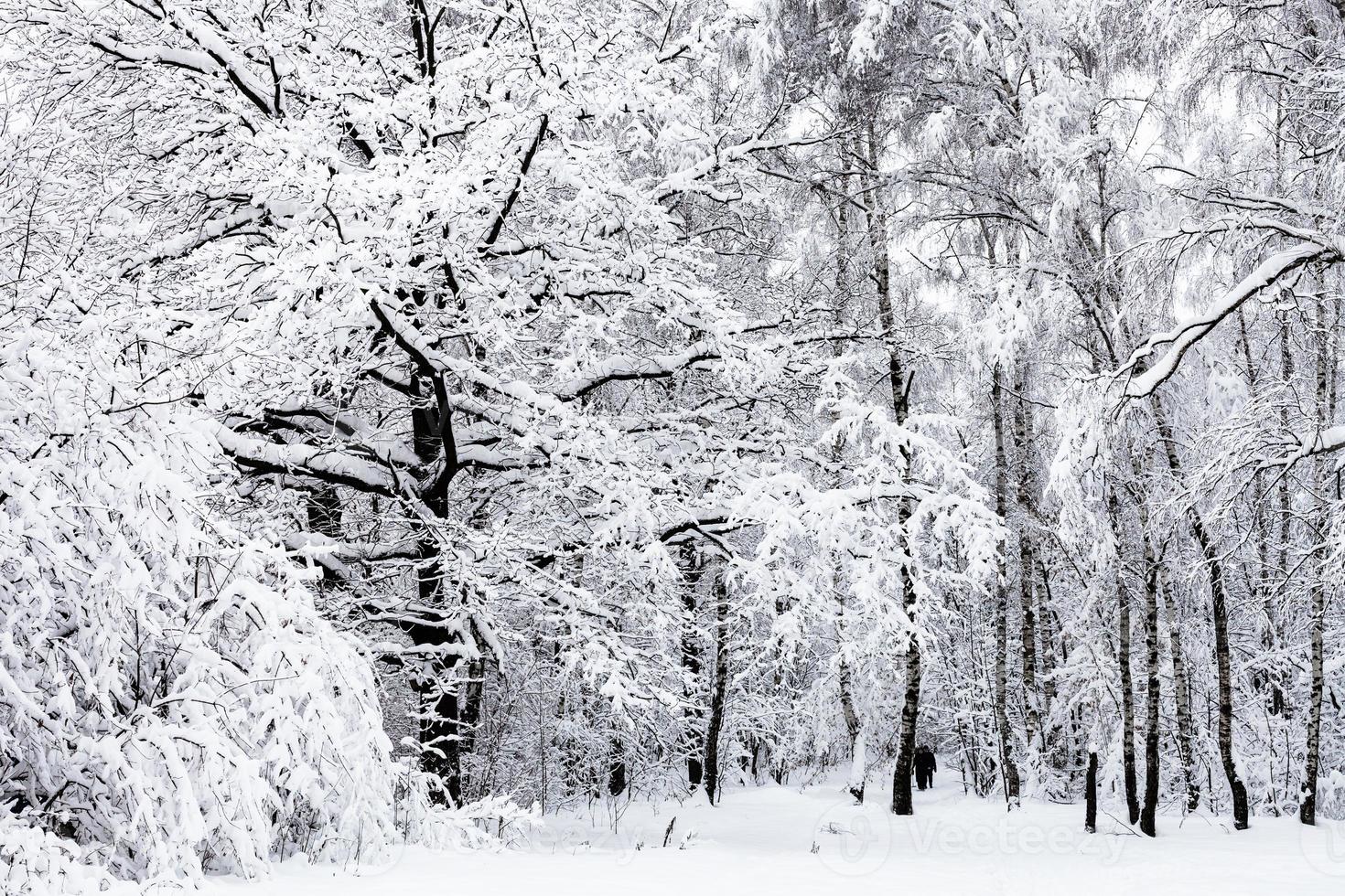 gente en un parque urbano cubierto de nieve en un día nublado de invierno foto