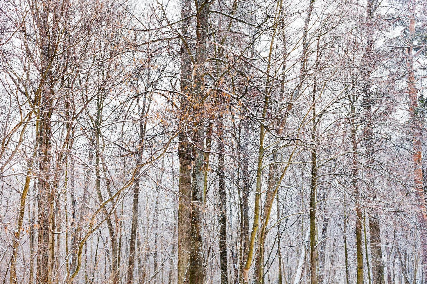 bare tree trunks in forest in winter photo