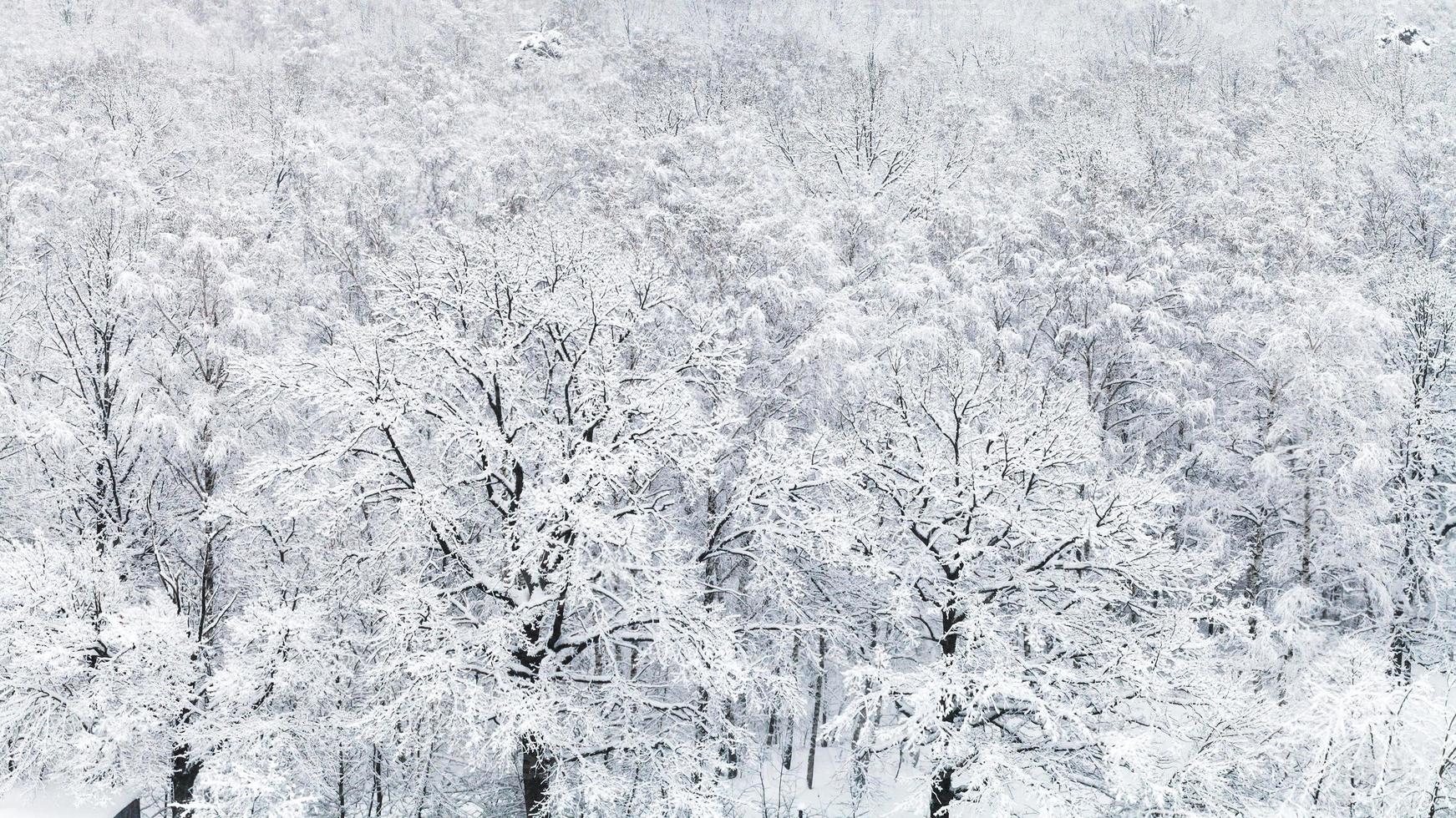 panoramic view of snow covered oak grove in forest photo