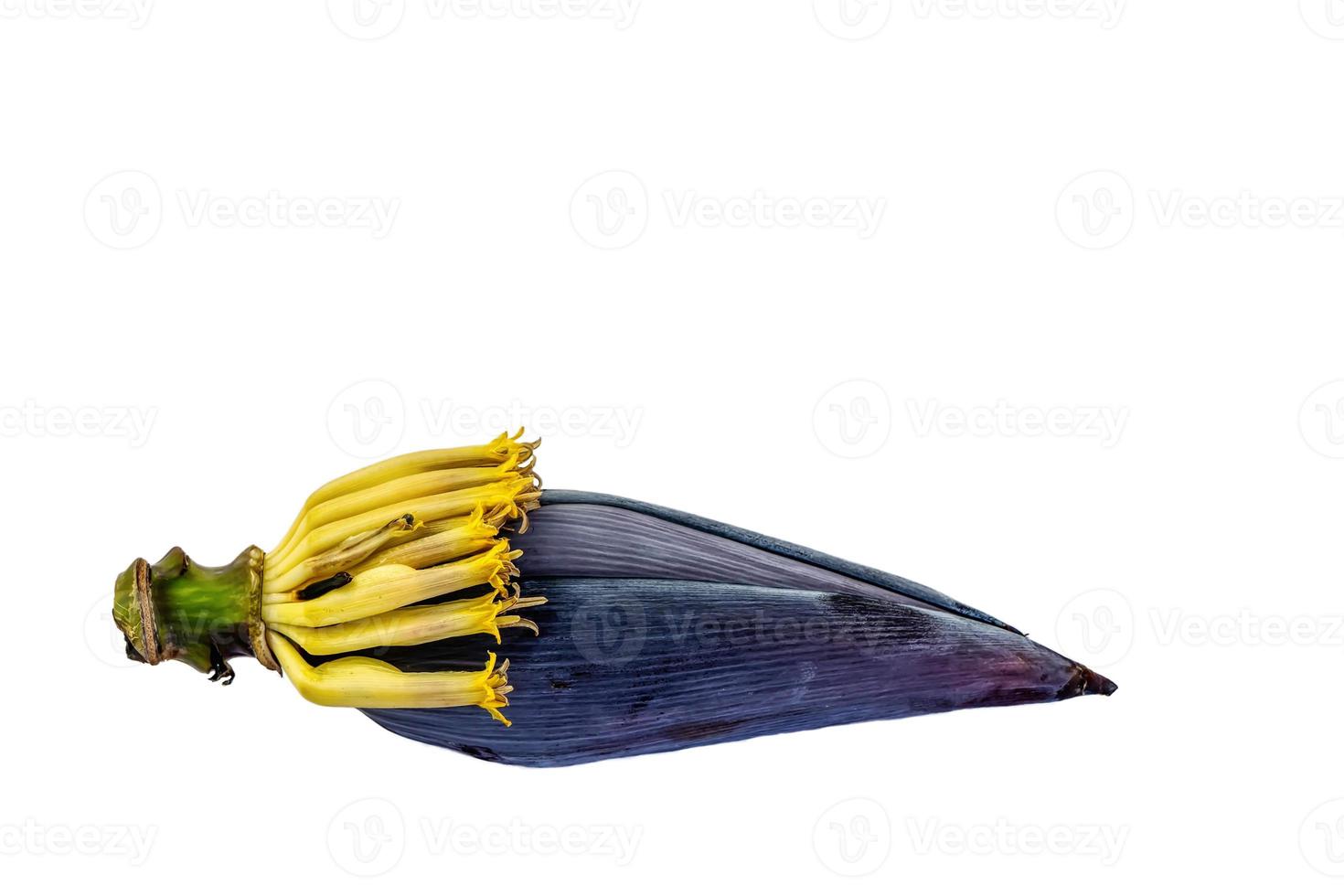 The banana blossom isolated on a white background. photo