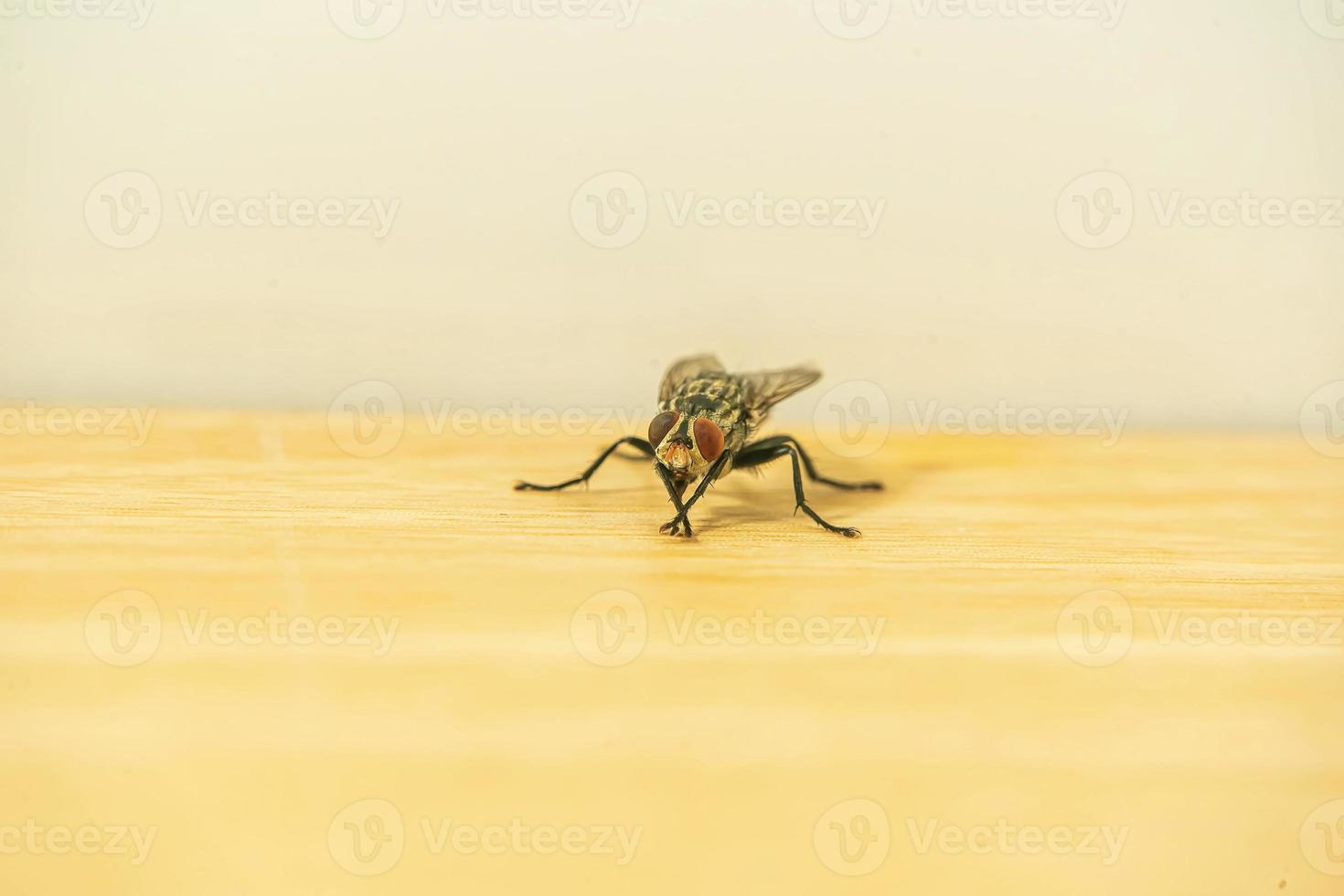 Flies on the wooden floor photo