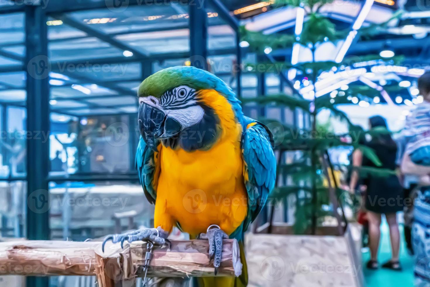 Macaw perched on a branch photo