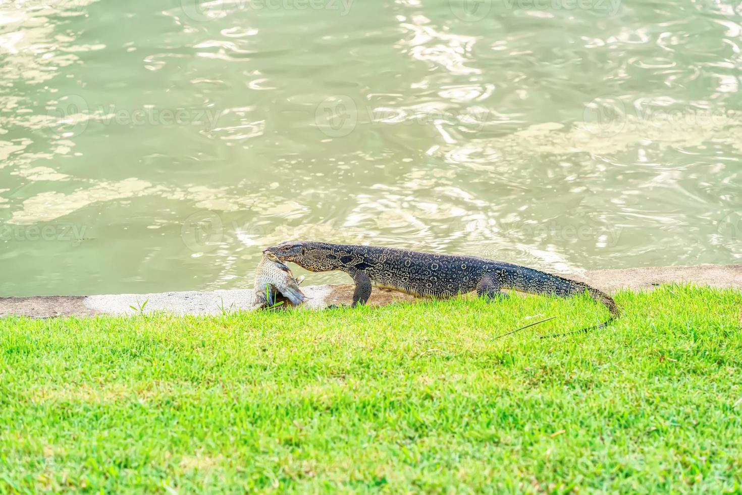 Varanus salvator eating fish photo