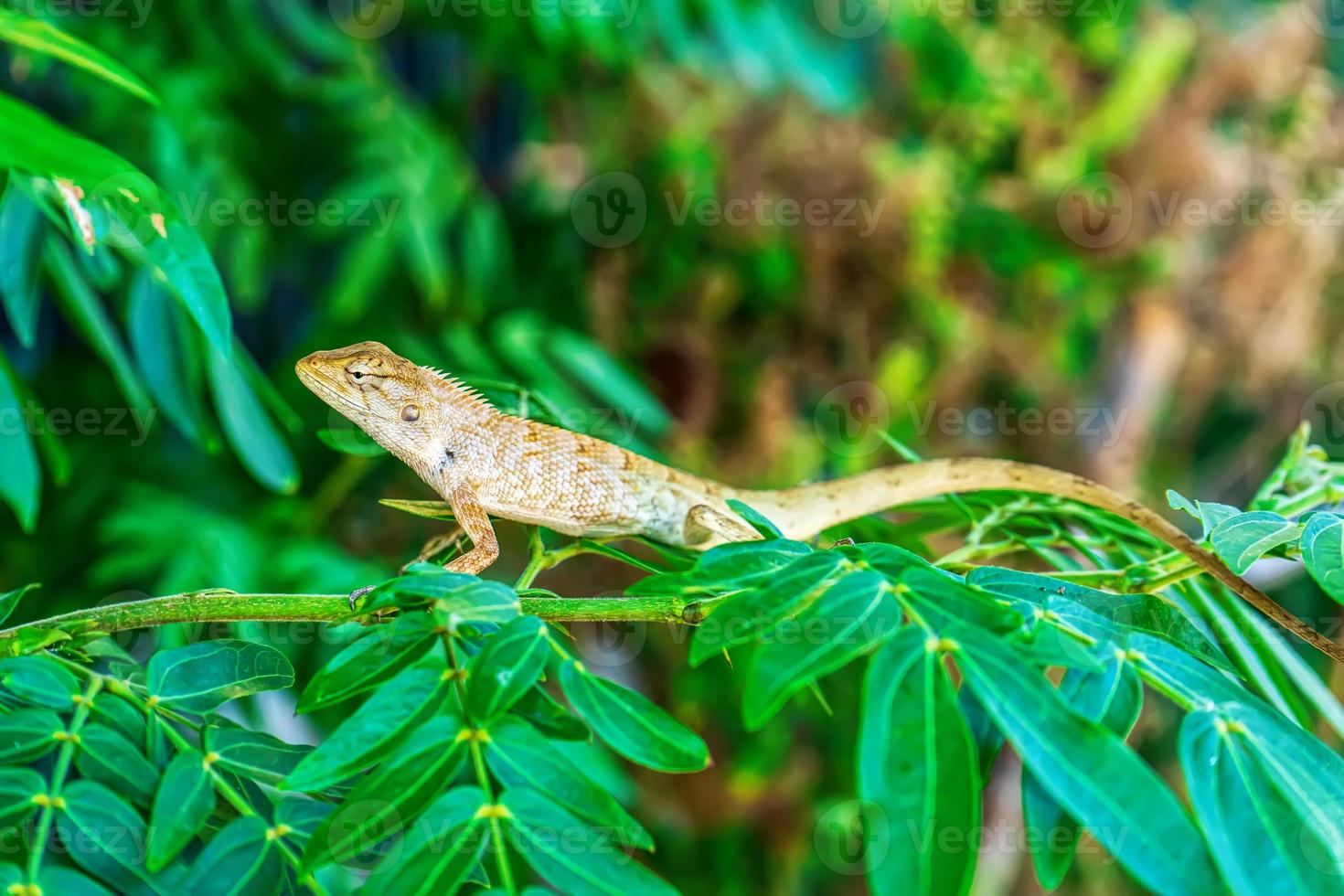Chameleon on the tree photo