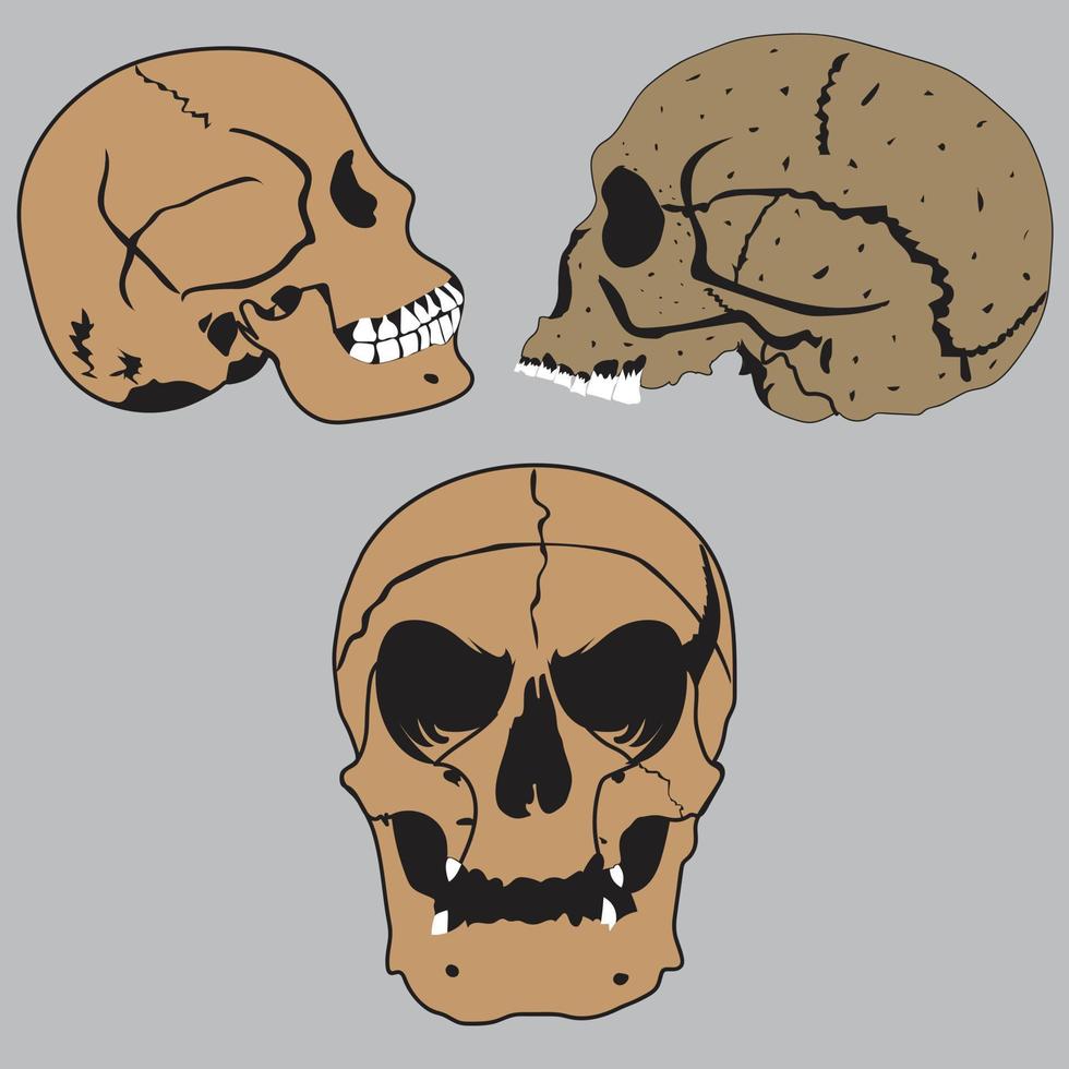 skull vector illustration