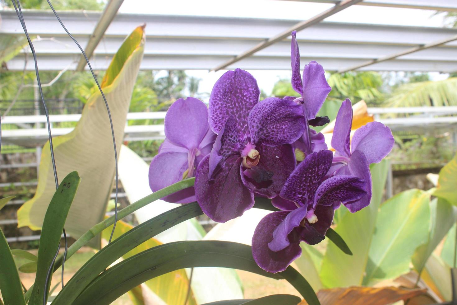 enfoque selectivo de las hermosas flores de orquídea azul de cera pura vanda  en el jardín. fondo borroso orquídea vanda azul. 13074423 Foto de stock en  Vecteezy