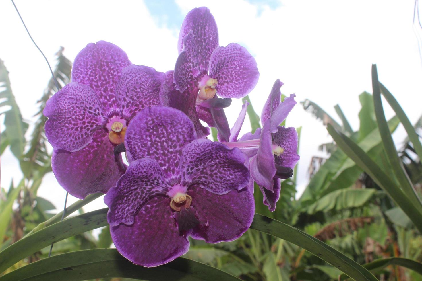 Selective focus of beautiful Vanda pure wax blue orchid flowers in the
