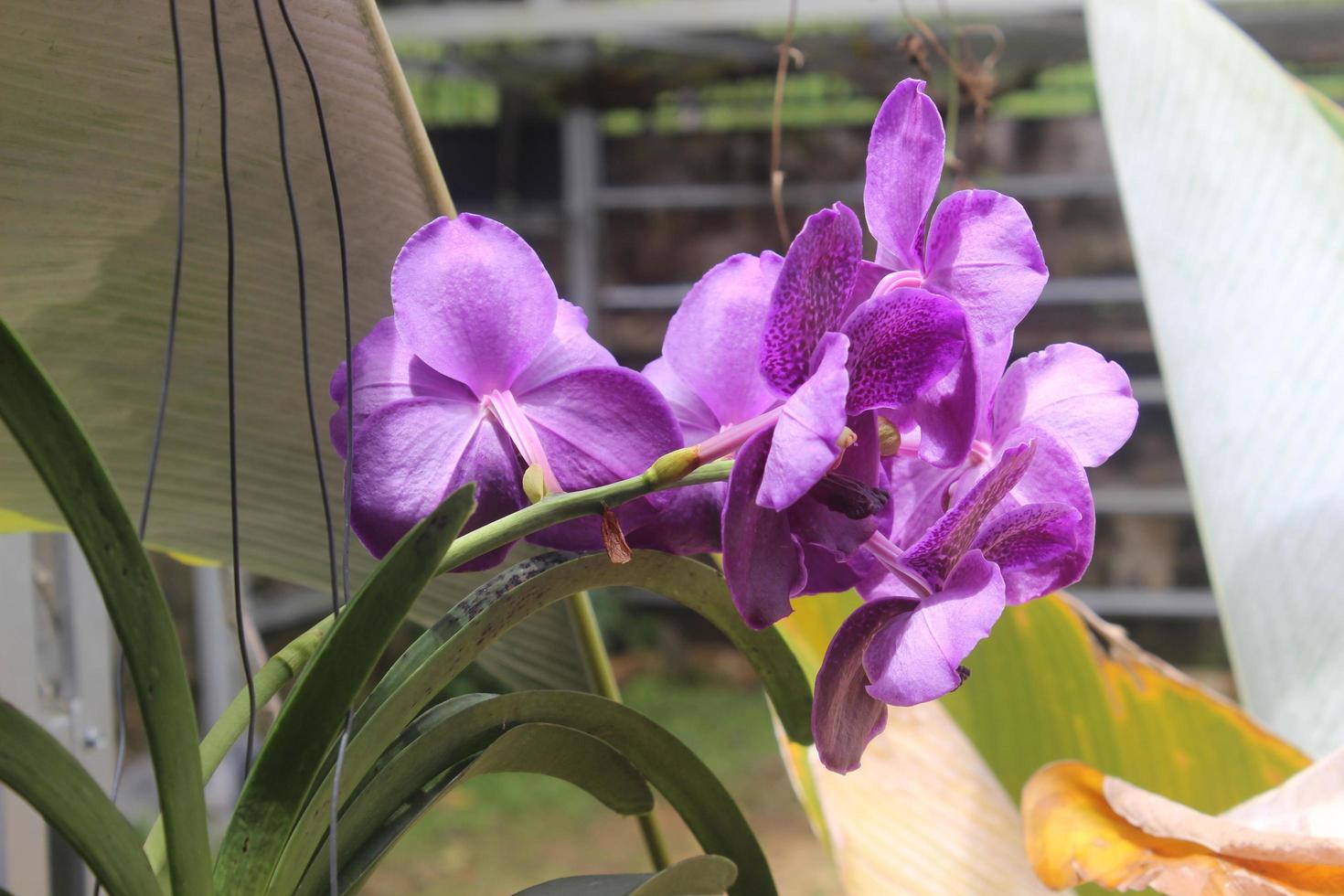 enfoque selectivo de las hermosas flores de orquídea azul de cera pura vanda  en el jardín. fondo borroso orquídea vanda azul. 13074506 Foto de stock en  Vecteezy