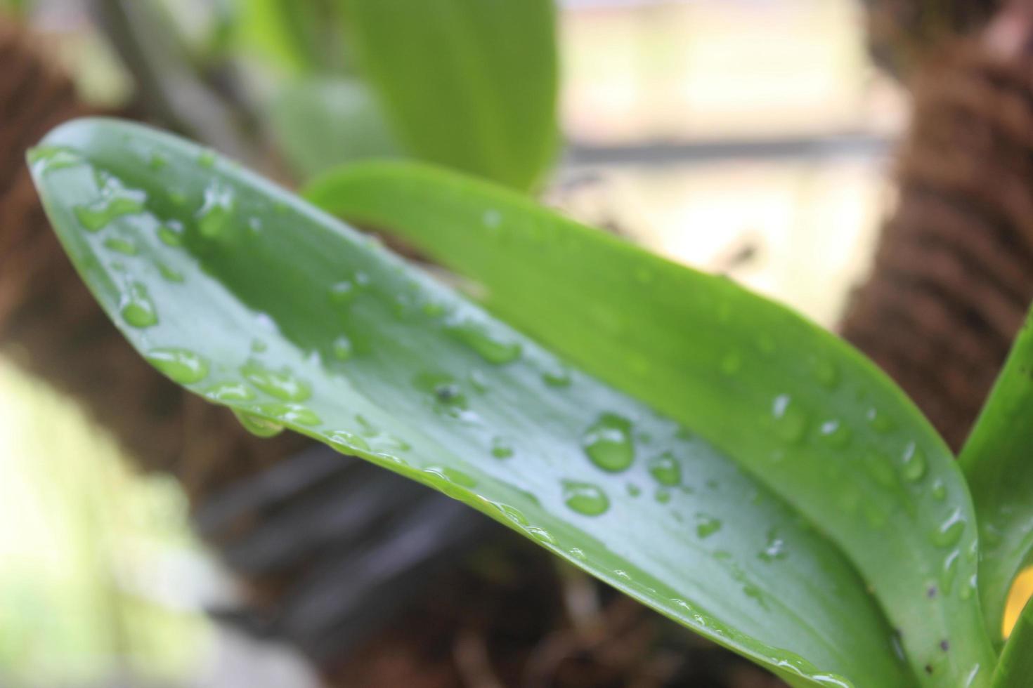 Selective focus of beautiful green leaves with water drops. Good for background. photo