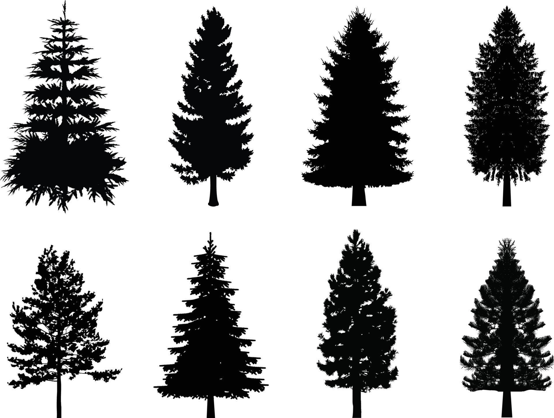 A vector collection of pine tree silhouettes 13074614 Vector Art at