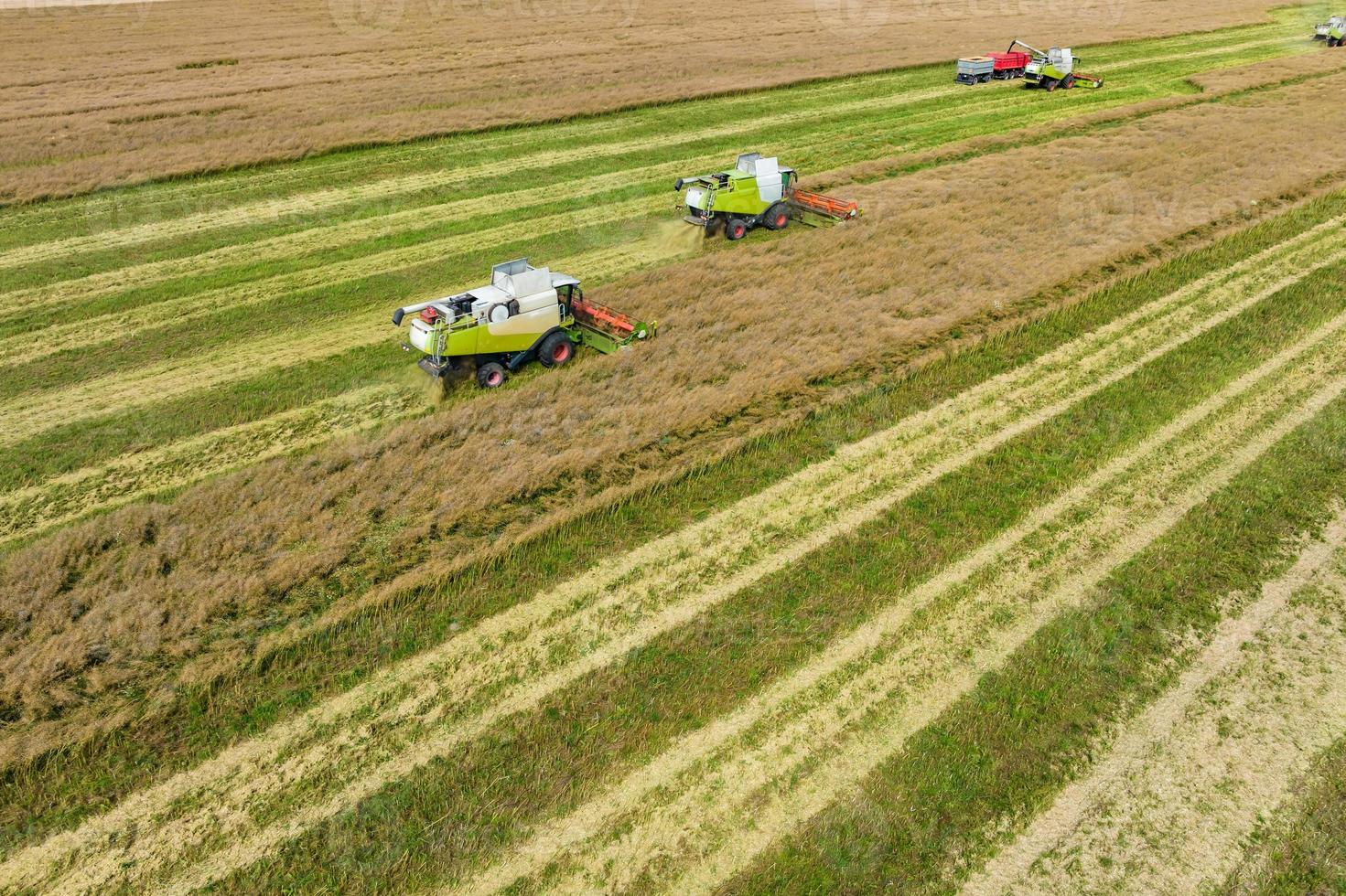 vista aérea sobre modernas cosechadoras pesadas quitan el pan de trigo maduro en el campo. trabajo agrícola estacional foto