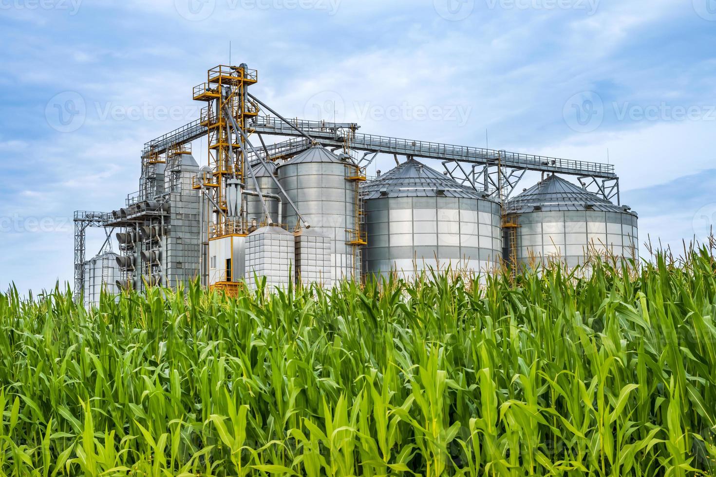 Elevador de granero de agrosilos con línea de limpieza de semillas en la planta de fabricación de agroprocesamiento para el procesamiento, secado, limpieza y almacenamiento de productos agrícolas en campo de centeno o trigo foto