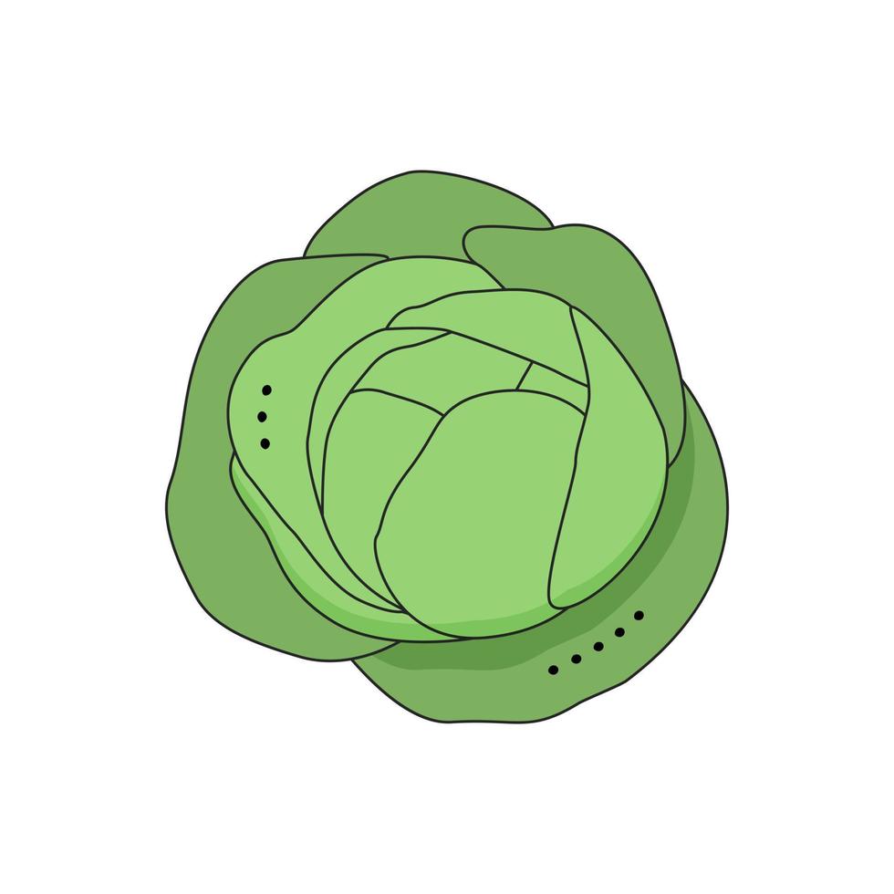 Cabbage Isolated on white background for menu, banner, poster, label, emblem. Cartoon style vector