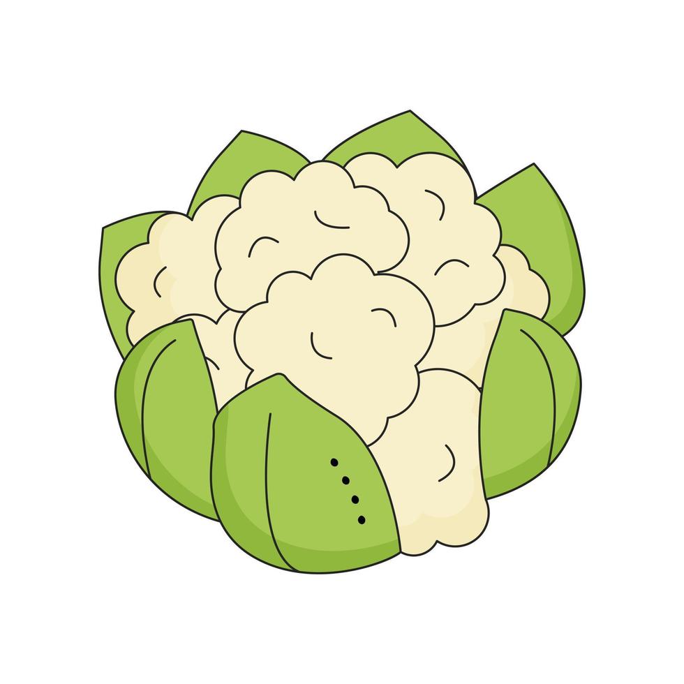 Cauliflower Isolated on white background for menu, banner, poster, label, emblem. Cartoon style vector