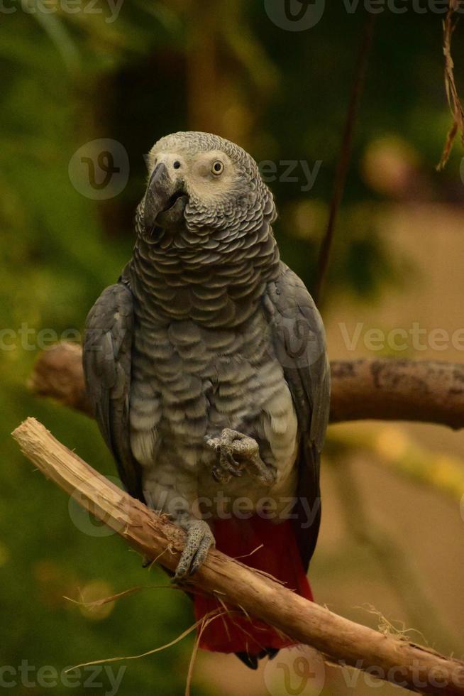 Amazon Grey Parrot Standing on a Tree Perch photo