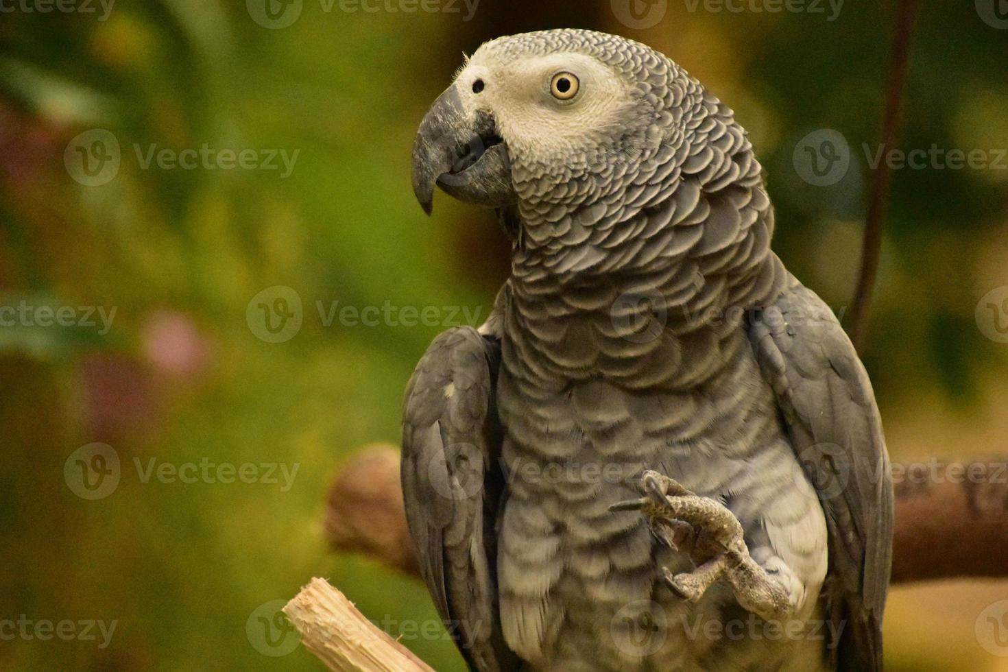 Grey Parrot with Its Foot Raised and It's Head Turned photo