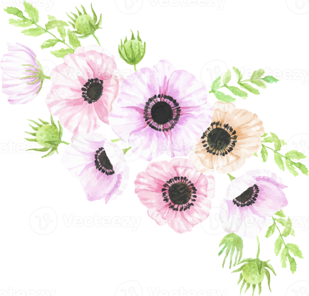 bouquet de fleurs d'anémone dessiné à la main aquarelle png