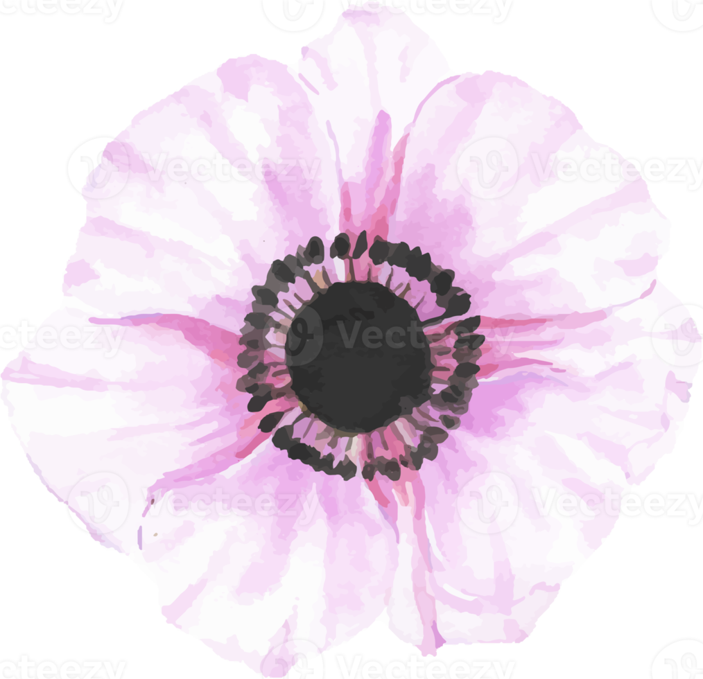 watercolor hand drawn anemone flower elements png