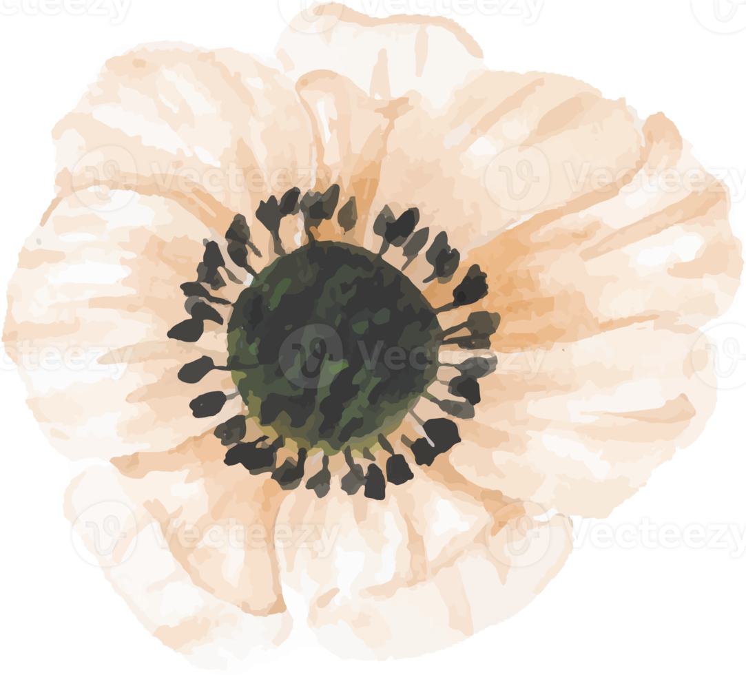 watercolor hand drawn anemone flower elements png
