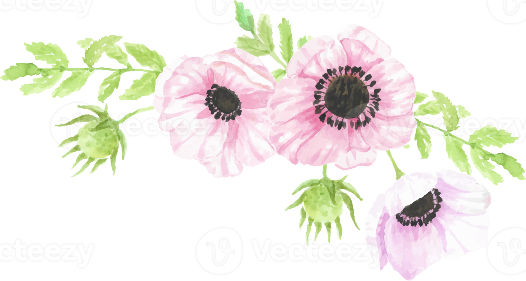 watercolor hand drawn anemone flower bouquet png