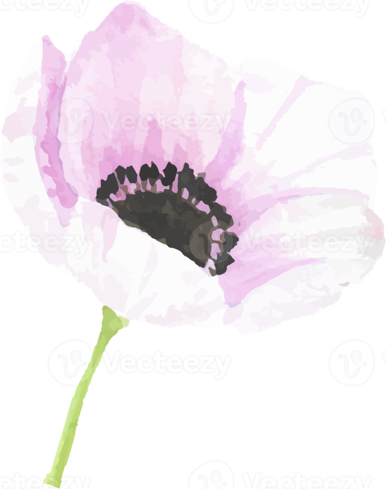 éléments de fleur d'anémone dessinés à la main aquarelle png
