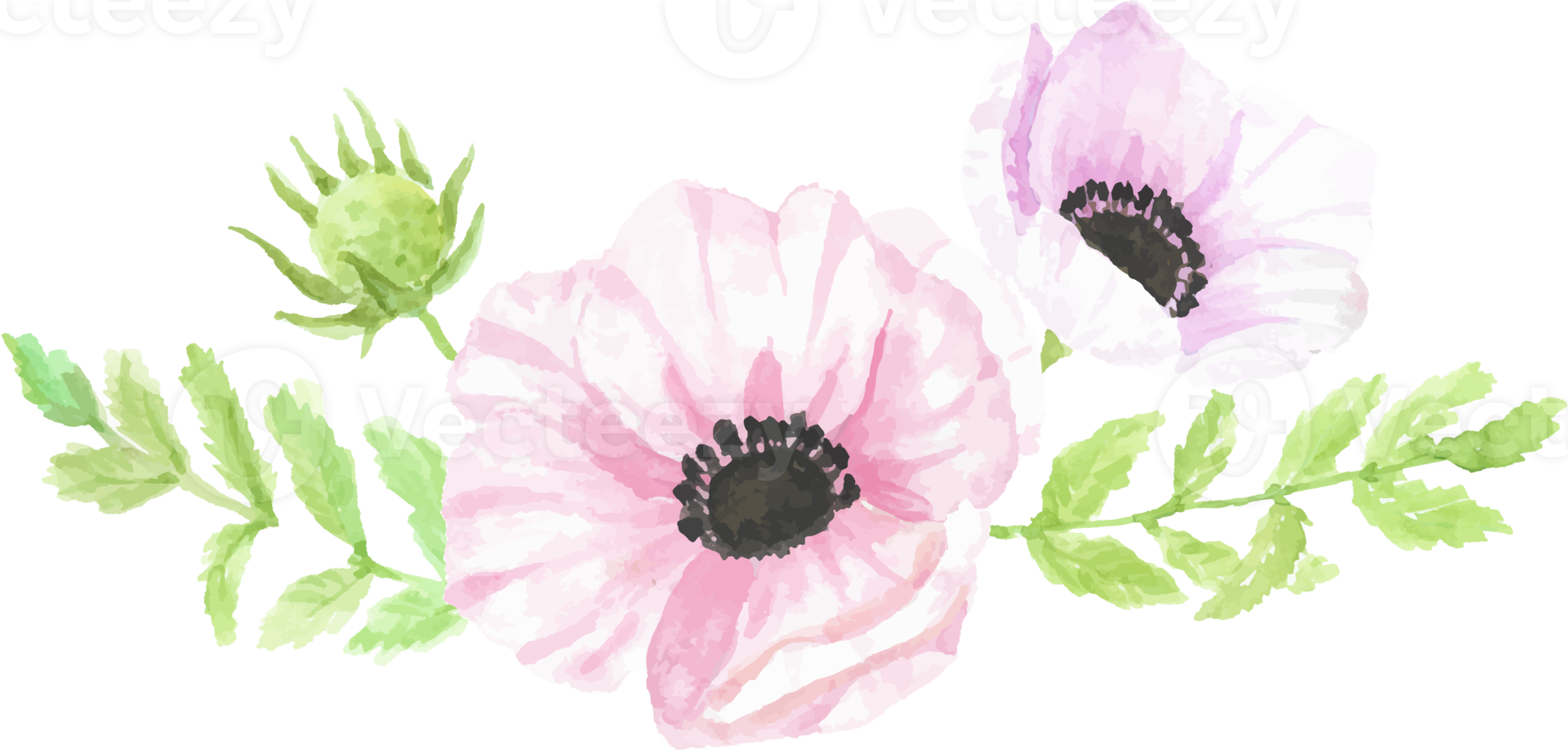 watercolor hand drawn anemone flower bouquet png