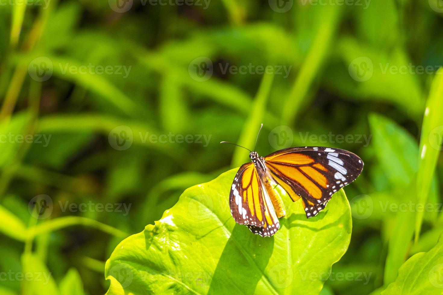 Orange black yellow butterfly butterlies insect on green plant Thailand. photo