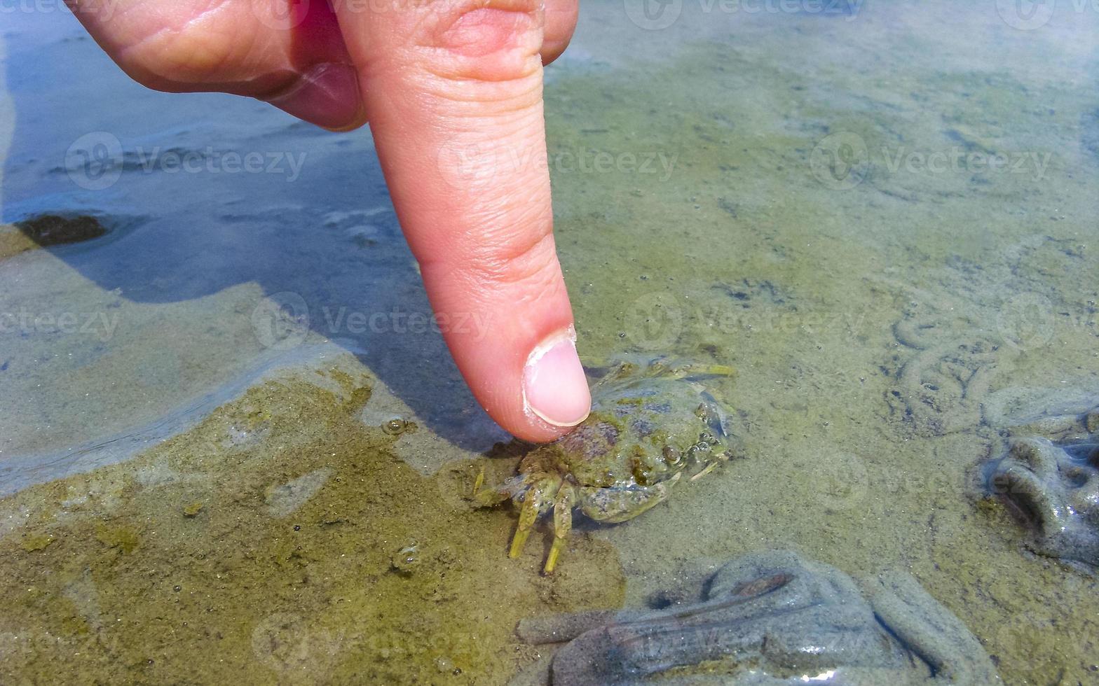 Mussels crabs mudflats hiking on the North Sea coast Germany. photo