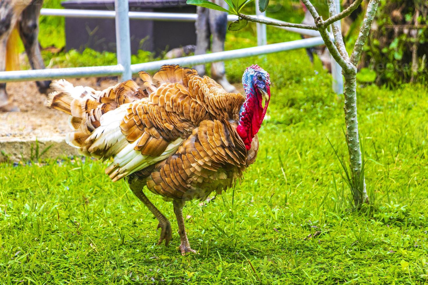 Thai garden and farm turkey chicken Phuket Thailand. photo