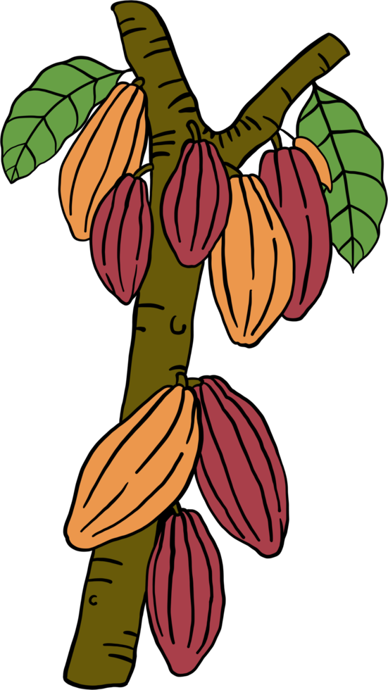 desenho de doodle de frutas de cacau png