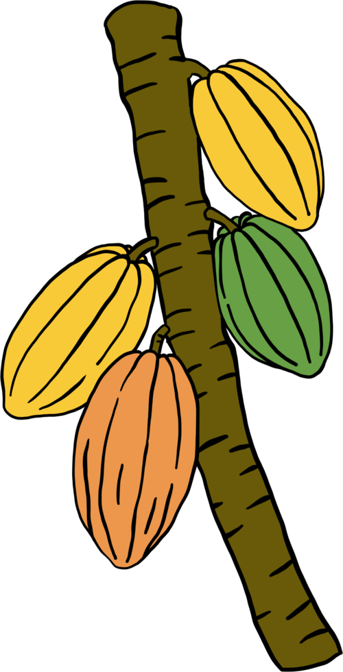 Kakaofrucht-Doodle-Zeichnung png