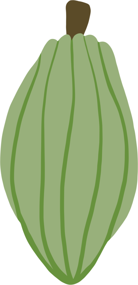 cacao fruit tekening tekening png