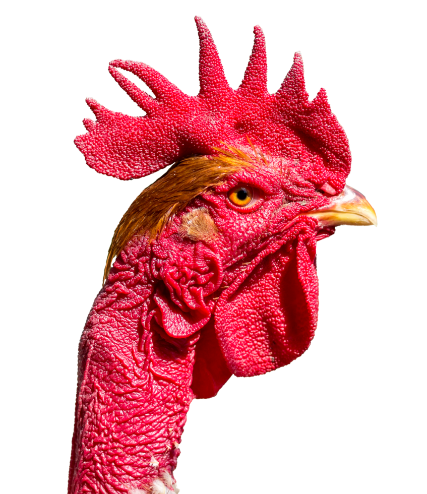 red head of a cock png