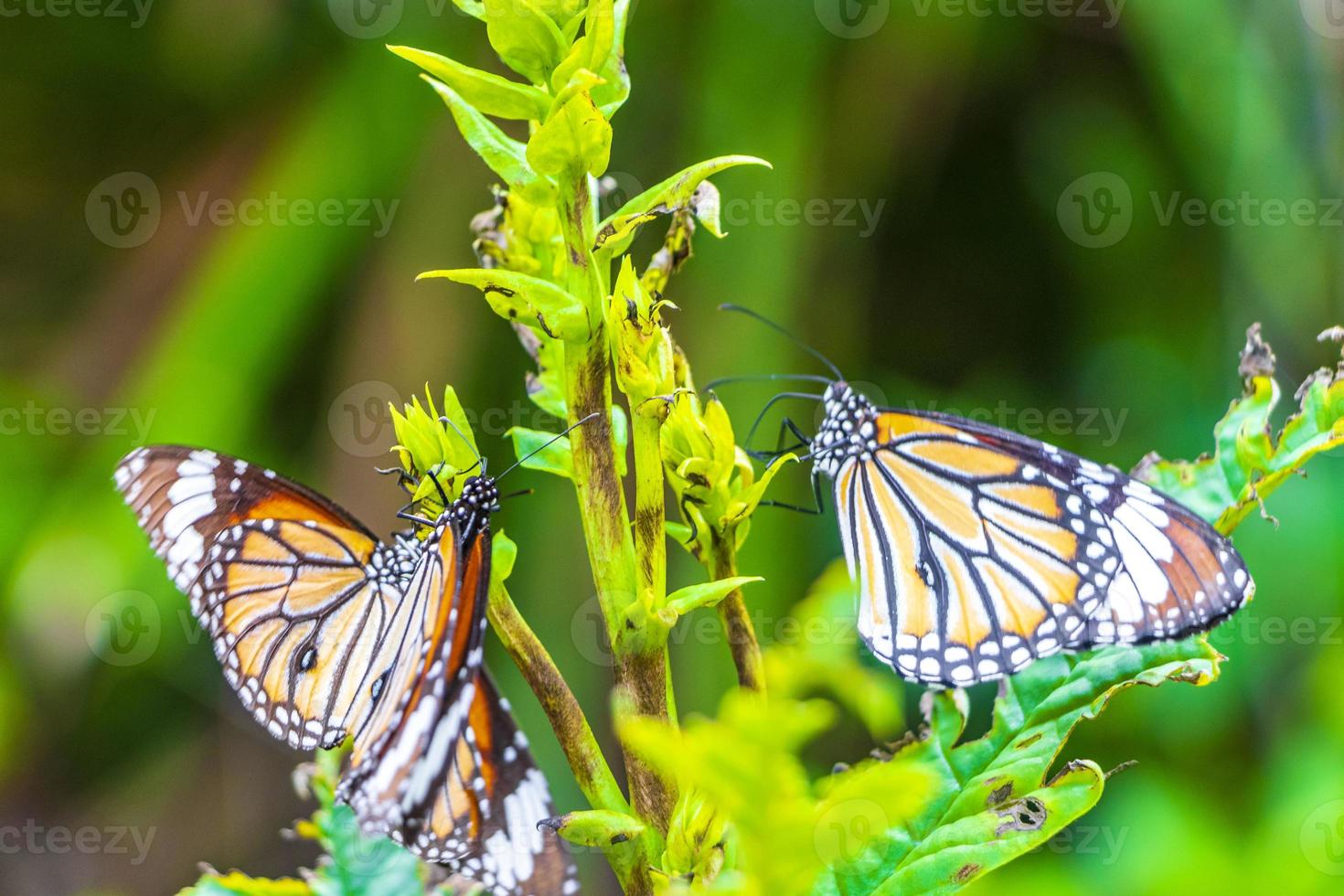 naranja, negro, amarillo, mariposa, mariposas, insecto, en, planta verde, tailandia. foto