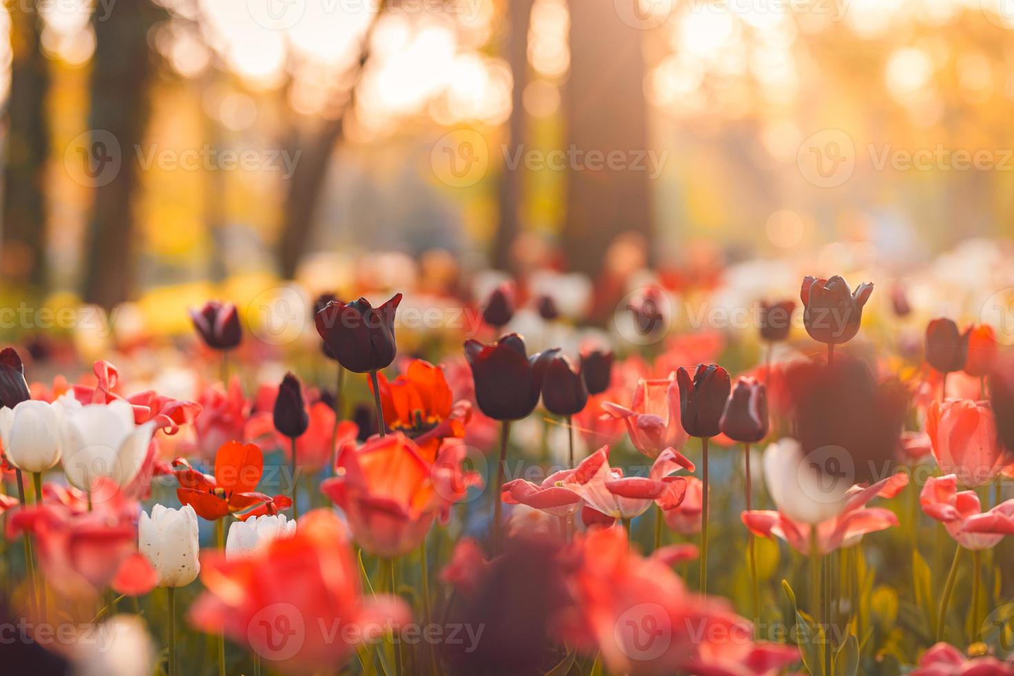 Beautiful bouquet of red pink and white tulips in spring nature for postcard design and web banner. Romantic and love nature with soft focus blurred landscape. Amazing nature, sunlight flora meadow photo