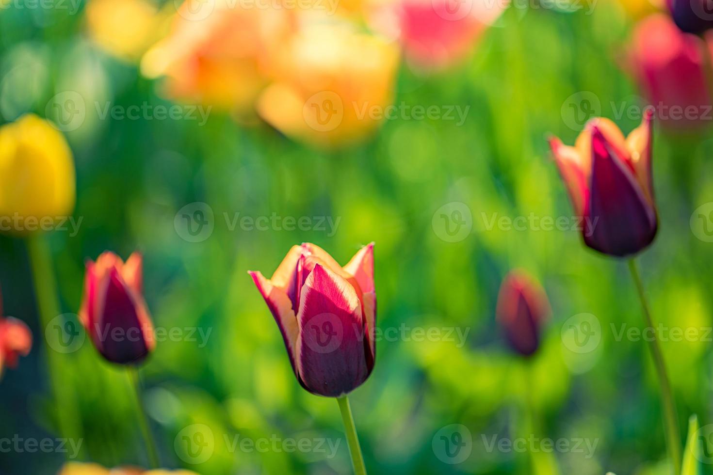 Beautiful bouquet of red pink and white tulips in spring nature for postcard design and web banner. Romantic and love nature with soft focus blurred landscape. Amazing nature, sunlight flora meadow photo