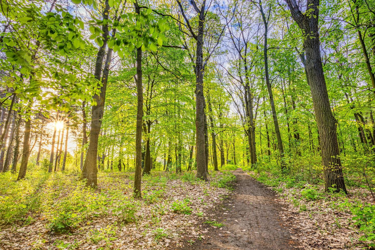 Beautiful forest path landscape background. Bright green leaves, spring summer trail in the forest. Hiking adventure, freedom recreational nature activity concept. Trees under sun rays, lush foliage photo