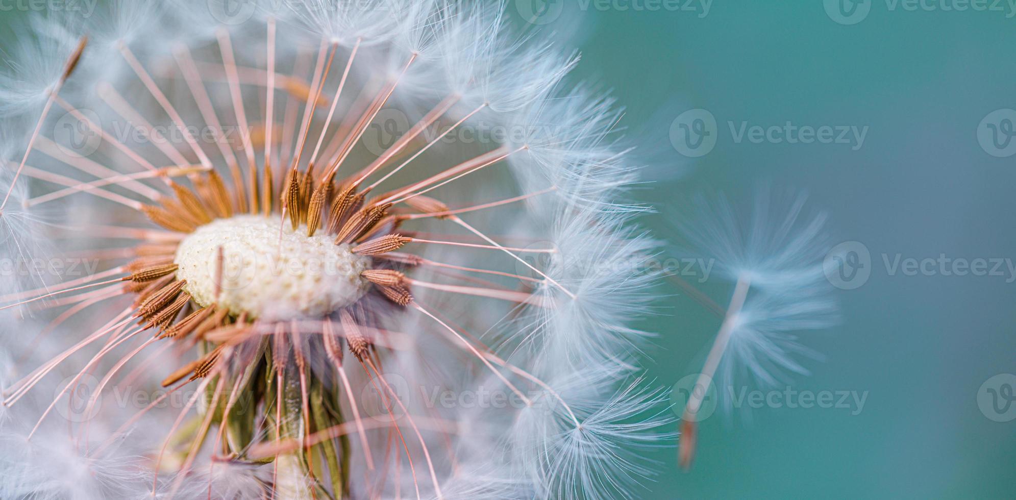 Closeup of dandelion on natural light banner, artistic nature closeup. Spring summer background. Dream nature macro, floral plant. Abstract soft blue green seasonal wildflower. Wish and dream concept photo
