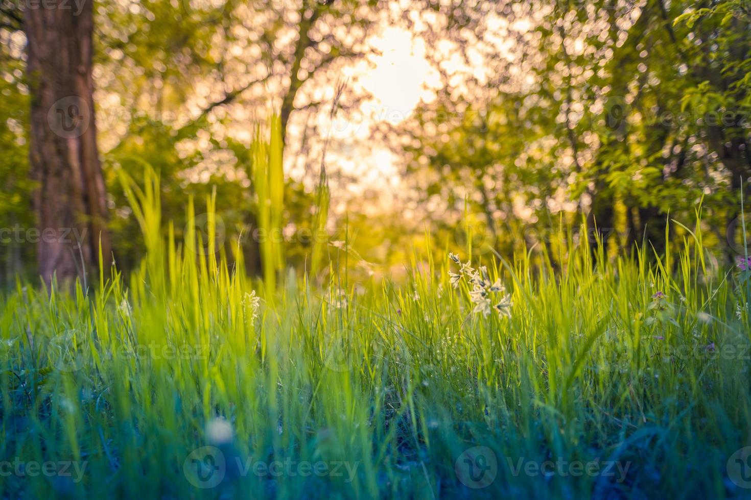 paisaje tranquilo con sol en el bosque y pradera al atardecer. primer plano de hierba verde fresca, árboles borrosos y follaje de luz solar cálida. plantilla de naturaleza idílica. telón de fondo de la naturaleza. hermoso prado foto