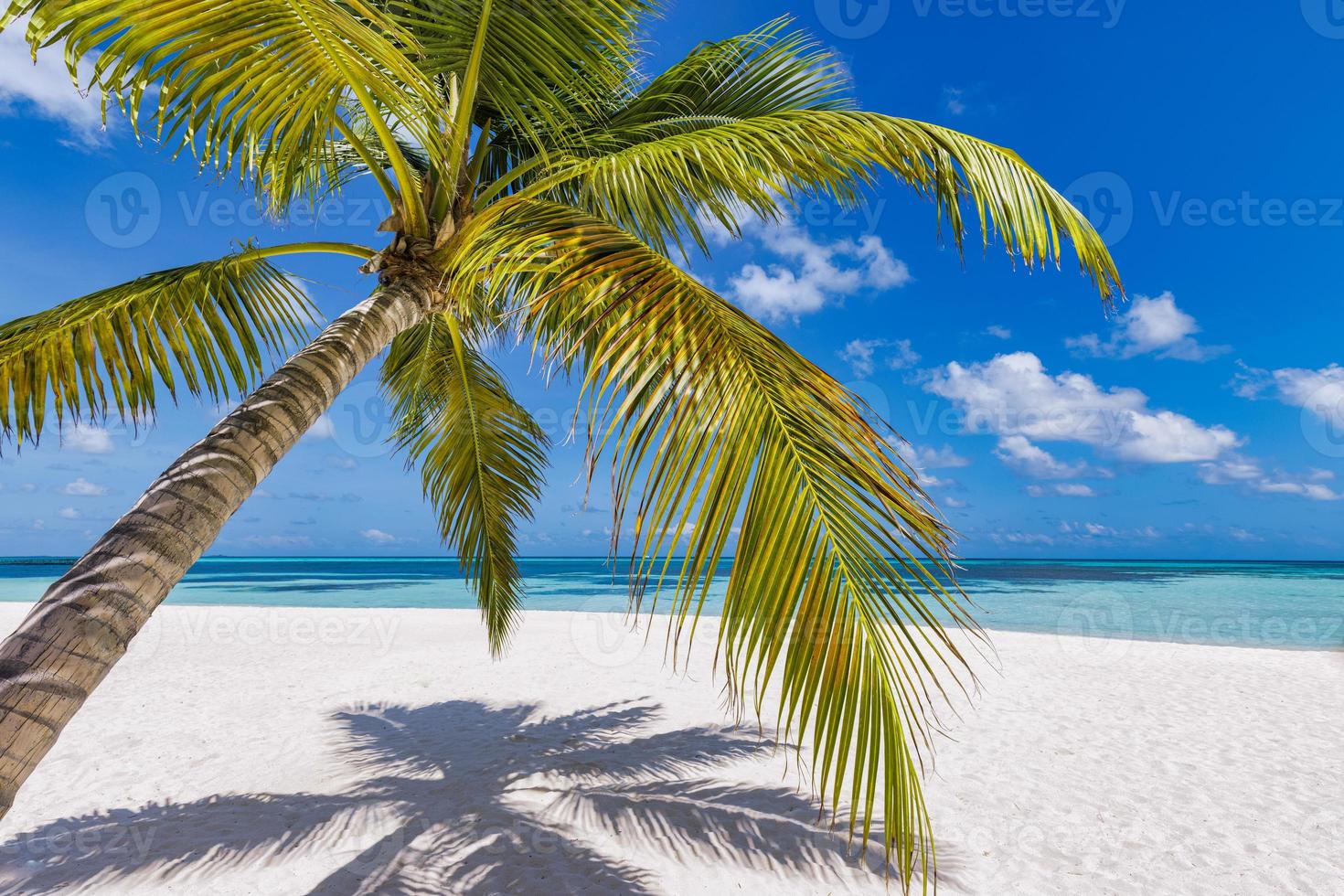 Sunny tropical beach with palm trees and turquoise water, island vacation summer day. Paradise island coast, tropical nature landscape. White sand, blue sea sky. Relax beach, tranquil summer tourism photo