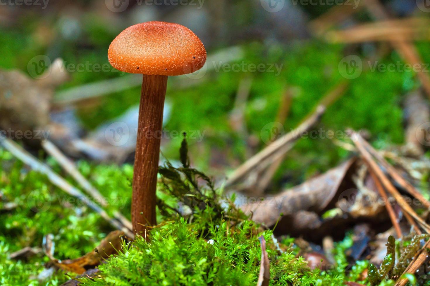 Orange filigree mushrooms in moss on forest floor. Macro view from the habitat. photo