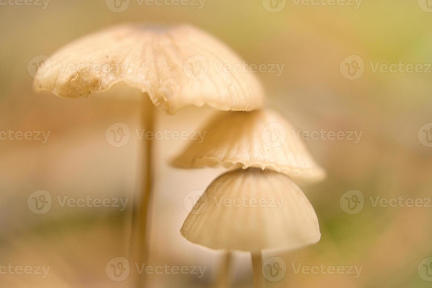 a group of filigree small mushrooms, on the forest floor in soft light. Macro shot photo