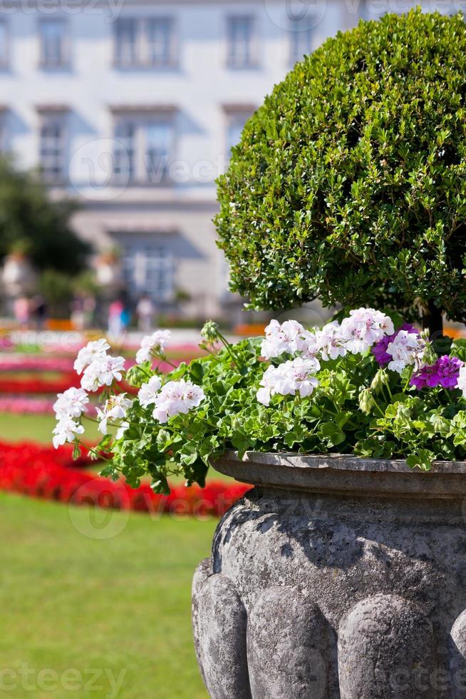 Bright heranium flowers in ancient stone pot photo